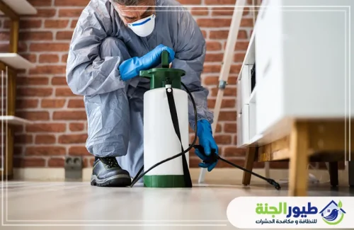 احمِ أساسات منزلك الآن! نقدم أقوى خدمة مكافحة النمل الأبيض في ابوظبي بضمان سنوات لإبادة تامة وحماية أكيدة للأثاث.